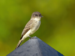 Eastern Phoebe Standing on a Post