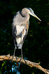 Great Blue Heron Standing in a Tree