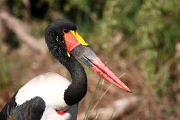 Sattelstorch / Saddle-billed Stork / Ephippiorhynchus senegalensis..