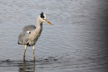 Afrikanischer Graureiher / Grey heron / Ardea cinerea