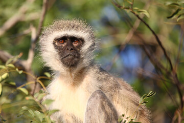Grüne Meerkatze / Vervet monkey / Cercopithecus aethiops .
