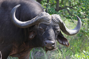 Naklejka premium Kaffernbüffel / African buffalo / Syncerus caffer