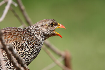 Natalfrankolin / Natal francolin / Francolinus natalensis.