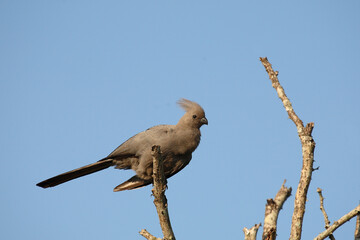 Graulärmvogel / Grey lourie or Grey go-away-bird / Corythaixoides concolor