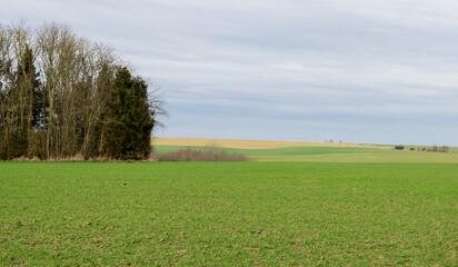 Green meadows and yellow agriculture fields during winter at the Flemish countryside , Belgium