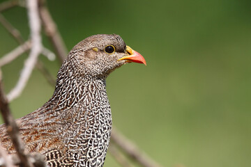 Natalfrankolin / Natal francolin / Francolinus natalensis.