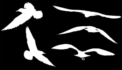 seagulls five silhouettes set isolated on black