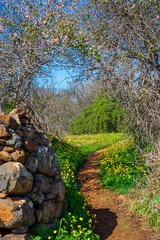 Dirt trail in a field of yellow flowers with an almond tree above. Tenerife. Canary Islands.