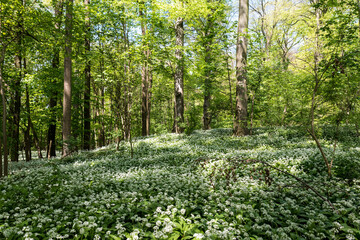 Wild garlic blooming in the woods of a Brussels park