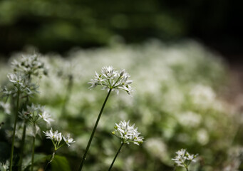 Wild garlic blooming in the woods of a Brussels park, close up