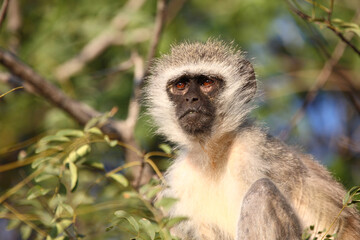 Grüne Meerkatze / Vervet monkey / Cercopithecus aethiops .