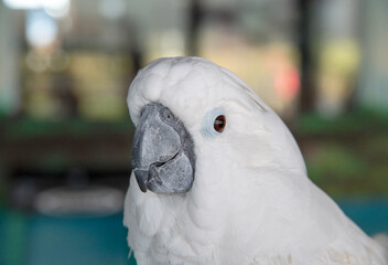 portrait of a white parrot