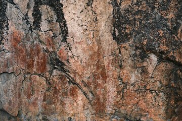 bark of a tree
