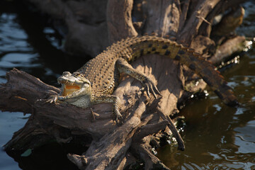 Nilkrokodil / Nile crocodile / Crocodylus niloticus..