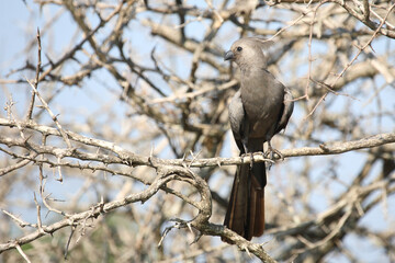 Graulärmvogel / Grey lourie or Grey go-away-bird / Corythaixoides concolor