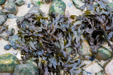 Beautiful seaweed, harvesting seaweed on the beach, fresh seaweed for the kitchen, for salads and sushi
