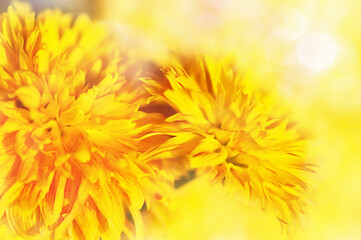 Big yellow chrysanthemums, side view. Monochrome photo