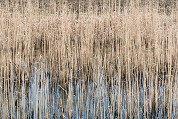 Abstract close up view of water reeds