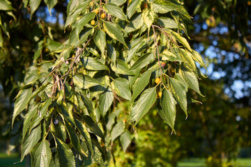 Celtis australis tree in Autumn