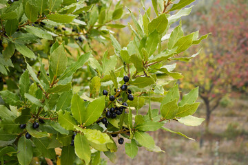 Laurus nobilis 