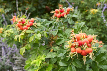 Obraz premium Rosa rugosa fresh hips