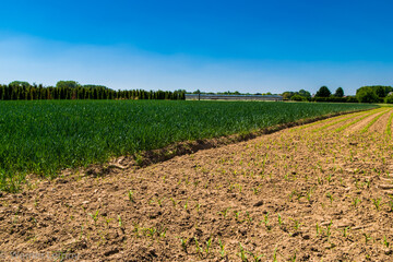 Polowed brown soil and green corn fields at the Flemish countryside