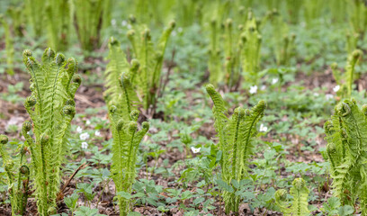 young green fern bushes group