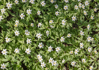 background small anemone white flowers in green leaves