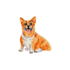 Korgi breed dog. Realistic watercolor illustration. Home pet. Cute sitting puppy with tongue out. For pet shop, veterinary clinic, logo, greeting cards, nursery prints, postcards, stickers, stationery