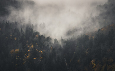 Mysterious black mountain forest in the fog
