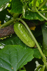 Young fresh cucumber growing on the garden. The cultivation of cucumbers in greenhouses. Gardener binds cucumbers.