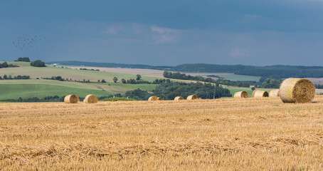 Hay Roles and mowed wheat plantations with a blue sky in summer at the German countryside