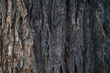 Closeup of old tree rough bark