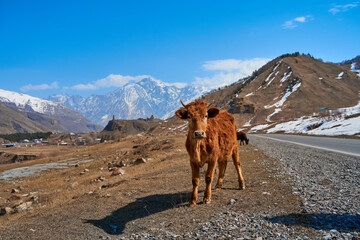 Cows in the mountains of Georgia. Animals graze along the road. Incredible mountain landscape in the background