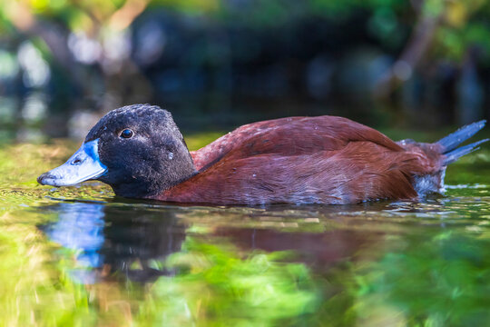 lake duck  - Oxyura vittata - Argentine blue-bill - Argentine blue-billed duck - Argentine lake duck -  Argentine ruddy duck