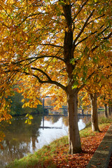 Fototapeta na wymiar In the foreground chestnut trees in autumn colours. Through the foliage a view on a drawbridge in Coevorden. The trees are standing beside a canal.