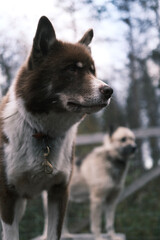 alaskan malamute dog