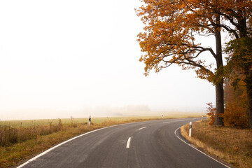Fototapeta premium curvy road and a forest on a foggy autumn day 