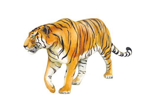Watercolor walking wild tiger on white background