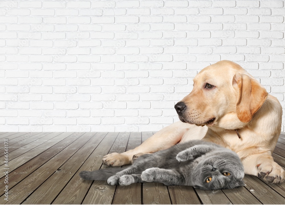 Sticker Adorable cat and dog together on floor indoors