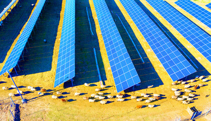 flock of sheep solar panels