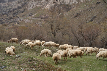 Fototapeta premium A flock of sheep grazes in a meadow in the mountains