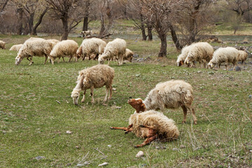 Obraz premium A flock of sheep grazes in the meadow. A pregnant sheep gives birth to a lamb