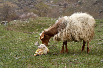 Naklejka premium A pregnant sheep has just given birth to a lamb. In a meadow in the mountains