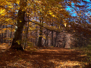 Path covered by leaves bordered by trees