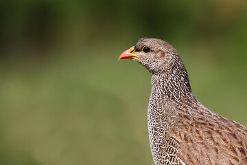 Natalfrankolin / Natal francolin / Francolinus natalensis.