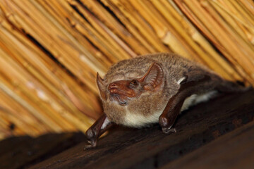 Mauritius-Grabfledermaus / Mauritian tomb bat / Taphozous mauritianus