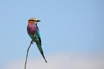 Gabelracke / Lilacbreasted roller / Coracias caudata