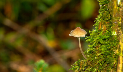 Mushrooms in the lens