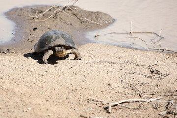 Starrbrust-Pelomeduse / Marsh or Helmeted turtle / Pelomedusa subrufa